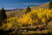 mountian biking in the tetons by Ron Niebrugge: mountian biker on a trail in Grand teton park, used with permission from the photographer, Ron Niebrugge