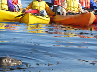 2010 closer view of seal near kayakers.jpg: head of a seal above water near a few kayaks