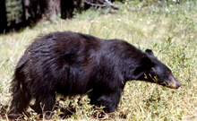 NPS black bear 220 pxls: 