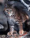 nps photo bobcat: nps photo of a bobcat