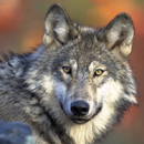 FWS photo gray wolf 130 pixels: head and shoulders of a gray wolf