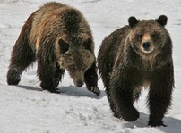 G399 cubs NPS photo by Gary Pollock: two bears just out of hibernation walking on the snow