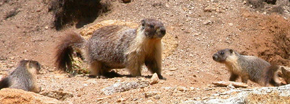 Marmot mom and two babies: 