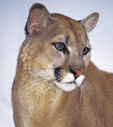 nps photo of a mtn lion: nps photo of a mountain lion