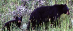 NPS Yellowstone black bear and cub: cub, looking towards camera, follows a black bear through a deep grassy area