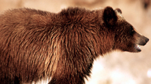 NPS grizzly 220 pxls: 