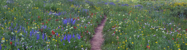 NPS photo Grand teton trail thick with wildflowers: 