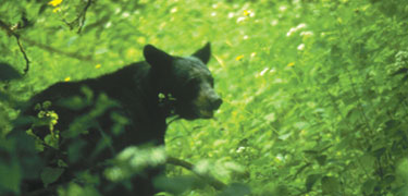 NPS photo bear in greenery: bear walking through greenery