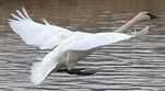 NPS photo swan landing: a Trumpeter swam with outspread wings landing on a waterway