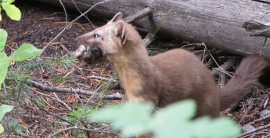 Pine Martin with his breakfast: Pine Martin with his breakfast in his mouth