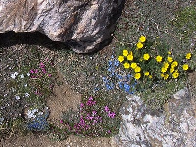 nps photo of alpine flowers: tiny flowers on low alpine plants rocks