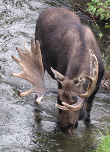 bull moose drinking water photo by Alan Ahlstrand: bull moose with head bent down to drink water