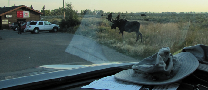bull moose moving from sage flats to parking lot: bull moose walking from sage flats to parking lot