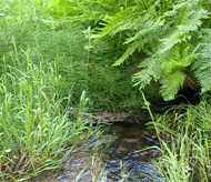 ferns and creeklet at Happy Isles fen: 