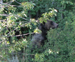 griz eating service berries Tetons photo by Alan Ahlstrand: griz in bushes eating service berries and bushes
