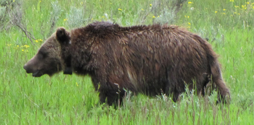 grizzly bear in meadow off oxbow bend June 2014: grizzly bear walking in a flowery meadow