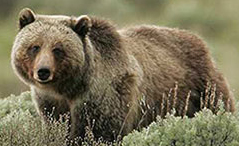 NPS photo of a grizzly bear identified as by photographer Peaco: NPS photo of a grizzly bear identified as by photographer Peaco