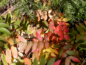 leaves red pink yellow: 