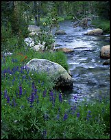 lupine and stream by Quang-Tuan Luong: 