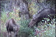moose and mom 4.: 