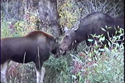 moose and mom 5: 