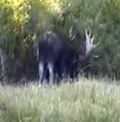 moose browsing after thrashing bushes: 