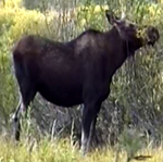 moose browsing on oxbow island: 