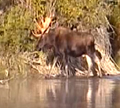 moose crossing to island 120 pxls: 