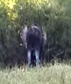 moose thashing bushes two: 