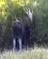 moose thrashing bushes three: 