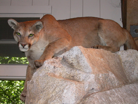 mountain lion at Happy Isles: 