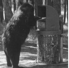 nps black bear trash can 1960ish: black bear inspects a bear proof trash can 1960s or 1970s