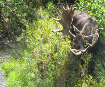 photo by Alan Ahlstrand bull moose at Snake River bridge: bull moose and bushes