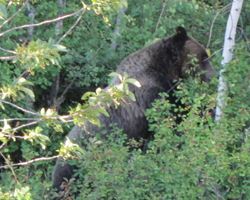 photo by Alan Ahlstrand griz eating 2010: grizzly in bushes eating service berries