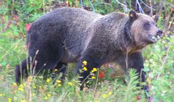 photot by Alan Ahlstrand cub of 399 September 2010: grizzly walks in wildflowers