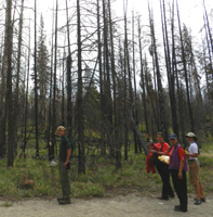 photo by Peter Ye on trail to bearpaw lake: four hikers in burnt forest with two years regrowth of brush and grasses