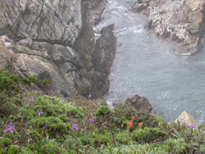 point lobos wildflowers and cliff: 