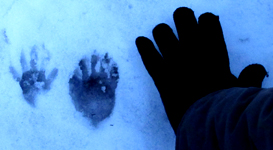 raccoon footprints in snow: raccoon footprints in snow with human hand for size comparison