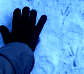 raven footprints in snow: raven footprints in snow with a human hand for size comparison