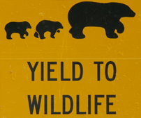 sign yield to wildilfe bears drawing: 