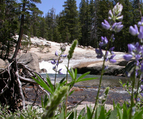 swim hole and Lupine: 