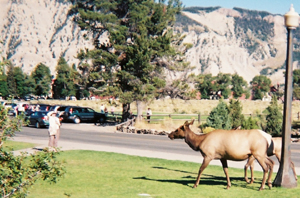 tourist way too close to elk and calf by Mark nevill: tourist on lawn in Yellowstone way too close to elk and calf. Photo by Mark nevill.