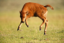 rambunctious buffalo calf by Ron Niebrugge: a buffalo calf frolics, photo used with permission from the photographer Ron Niebrugge