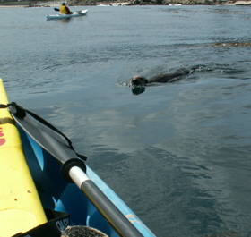2006 approaching otter: 