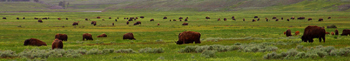 350 x 61 bison from public domain: 