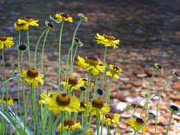 Bigelow's Sneezeweed: 