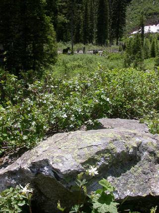 Cascade Canyon Moose and Columbine: 