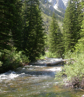 Cascade Creek just up into the canyon: 