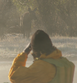 Daniel Krohn photographing moose: 