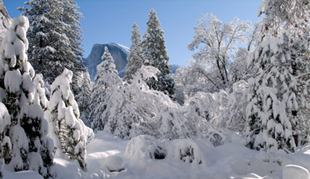 NPS photo Dec262008snowYosemiteHalfdome 179 pixels: trees thickly laden with snow in foreground Half Dome behind and clear skies